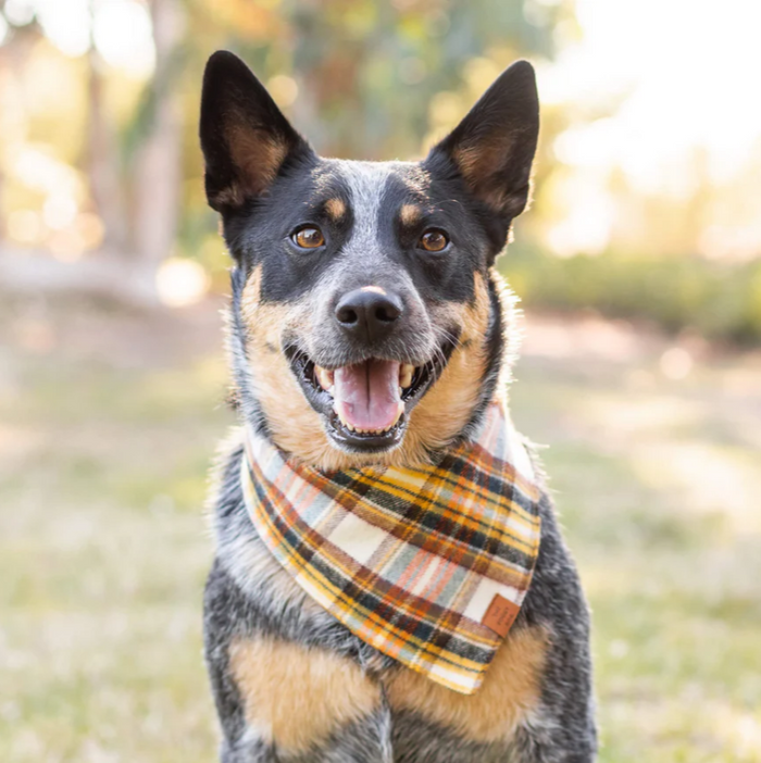 Dog wearing Cornucopia Flannel Bandana