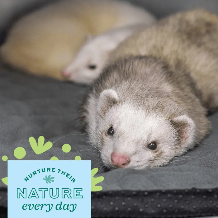 Ferret laying on Washable Floor Mat