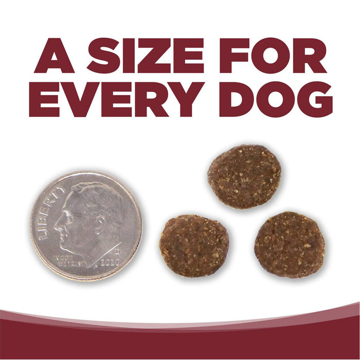 Comparing Adult Beef & Rice Recipe kibble to a dime.