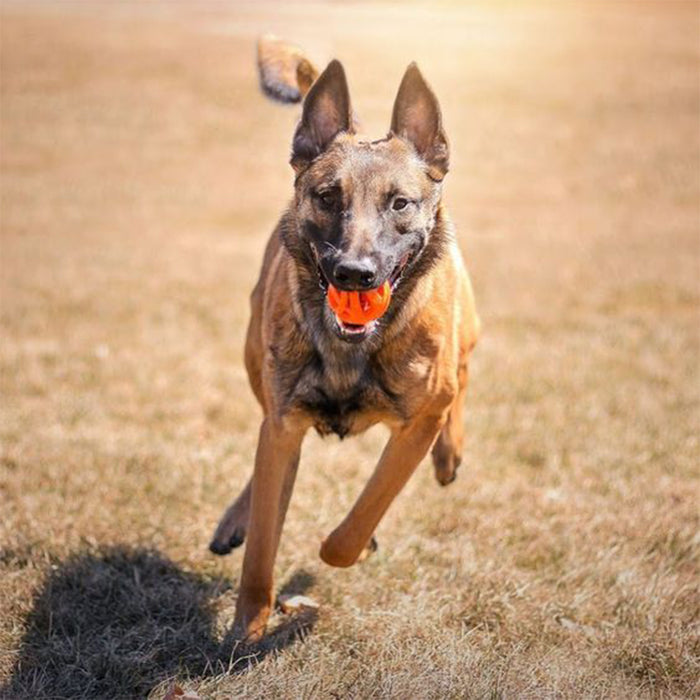 Dog playing with Air Fetch Ball