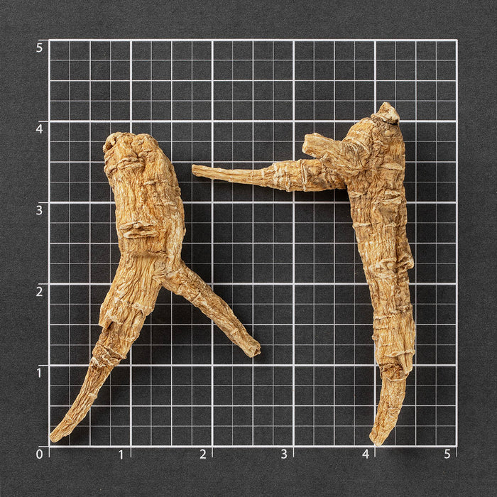 American Ginseng Short-XXL #887
