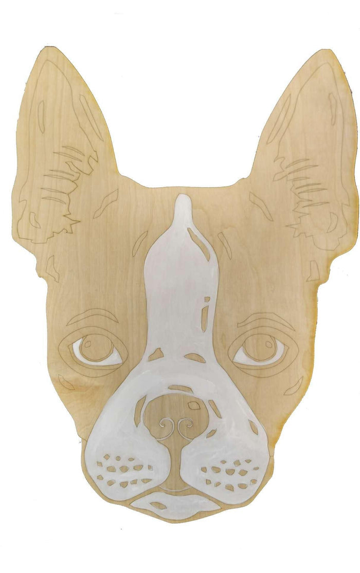 Boston Terrier