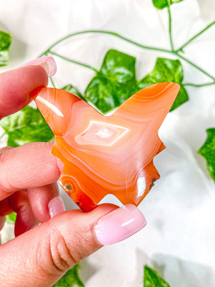 Carnelian Butterfly