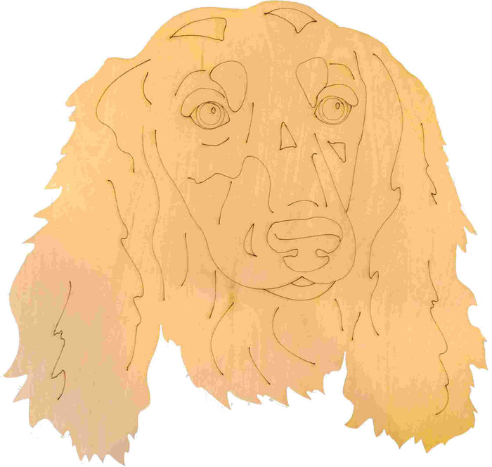 Dachshund