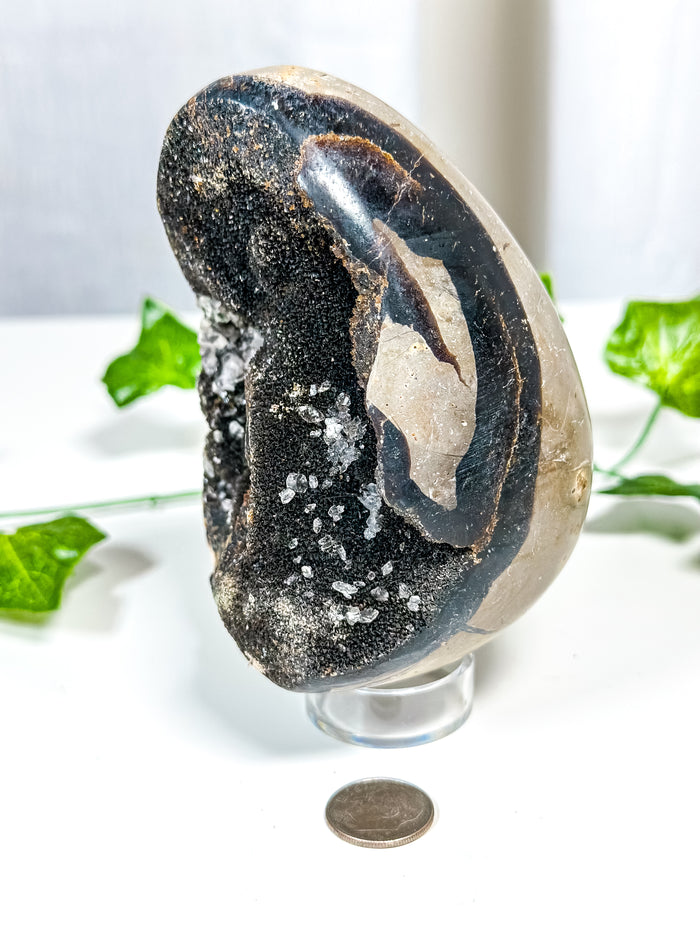 Druzy Septarian Geode Egg w/ Calcite (65A)