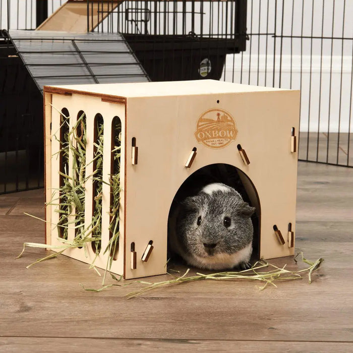 Guinea pig laying in Enriched Life – Hay House