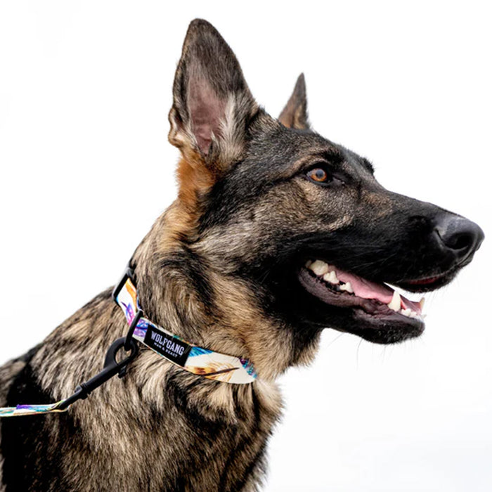 Dog wearing FeatheredFriend Dog Collar