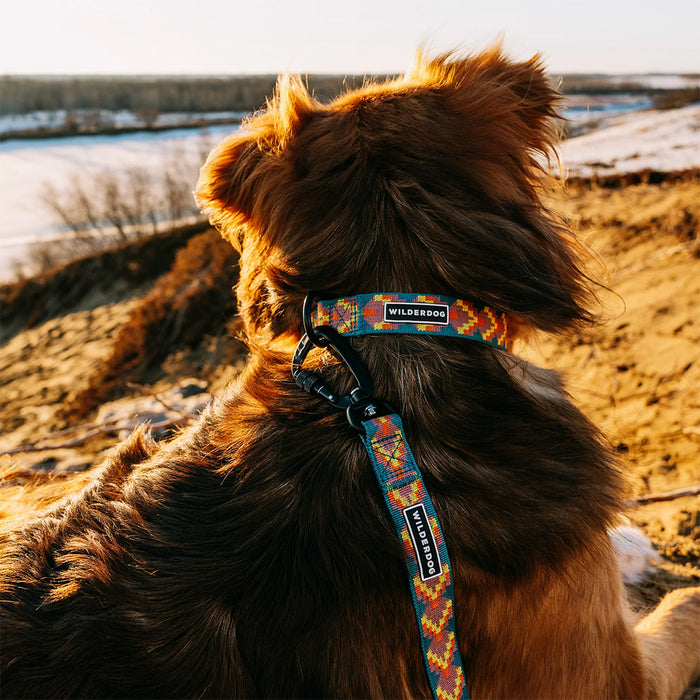 Dog wearing Havasu Ultralight Collar