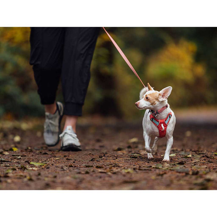 Dog wearing Hi & Light Harness