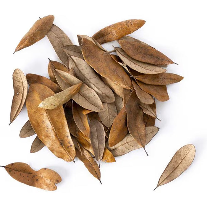 Live Oak Leaves Reptile Leaf Litter 4qts