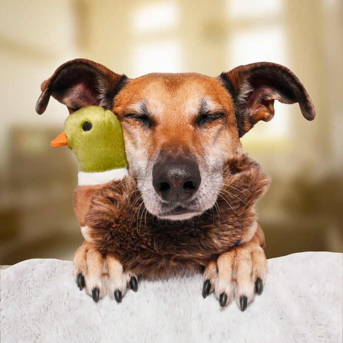 Dog with Morley Mallard Plush Toy
