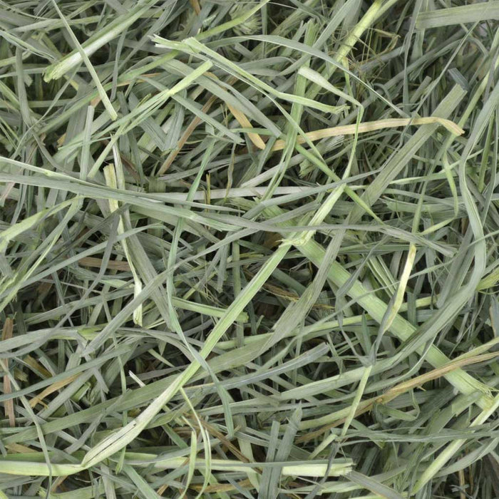 Orchard Grass Hay close up