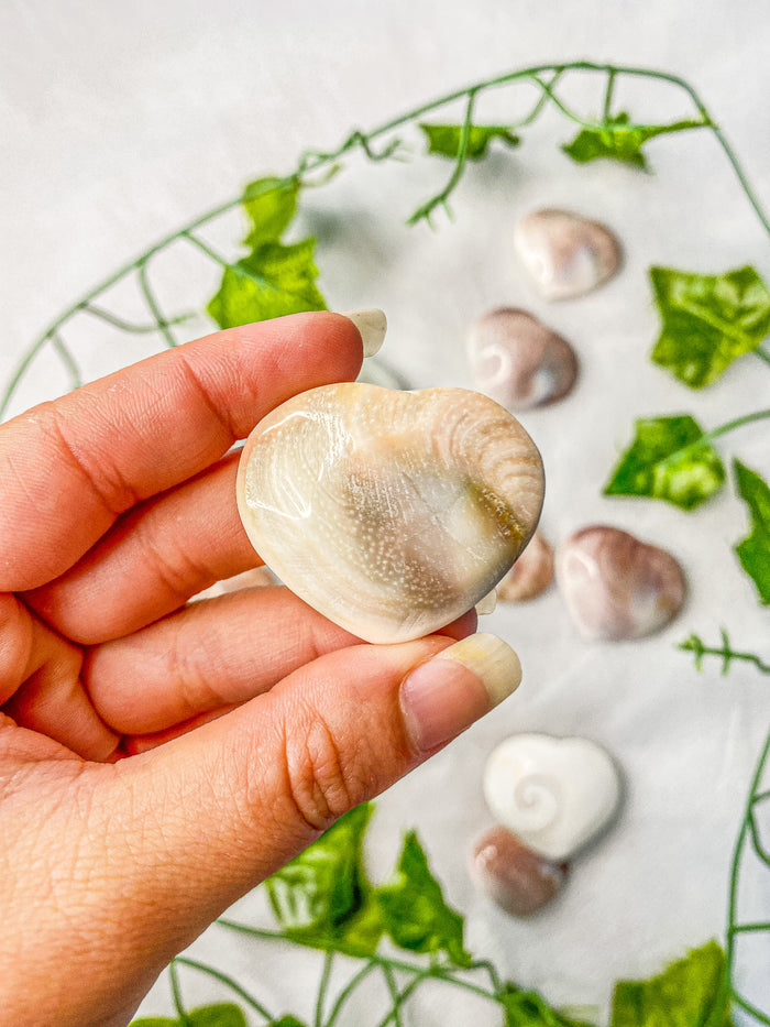 Shiva Shell Heart (wish upon an ocean)