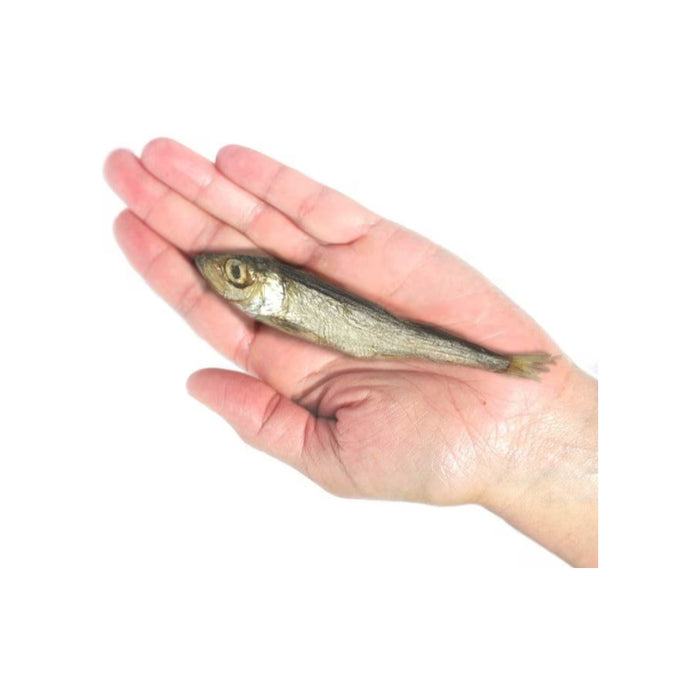single air-dried herring in open hand